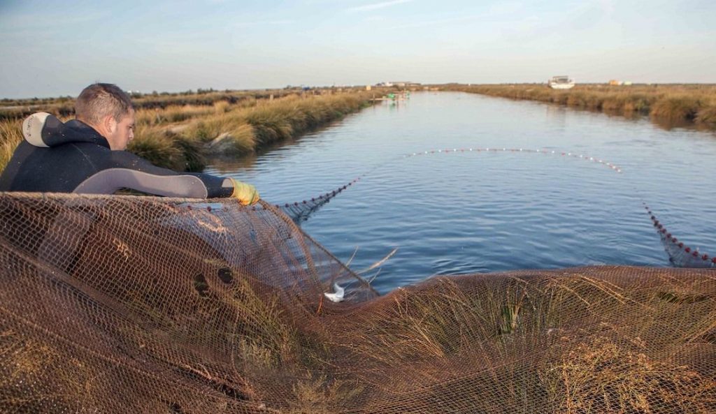 Pesca sostenible en los Esteros del Guadalquivir. Foto: Esteros del Guadalquivir.