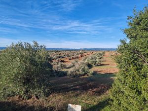 Olivos derribados en Jaén