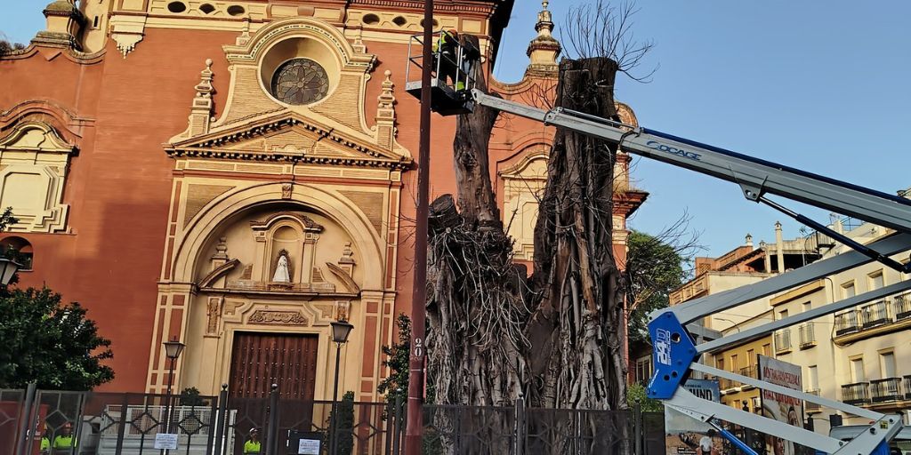 tala del ficus de san jacinto en sevilla 2