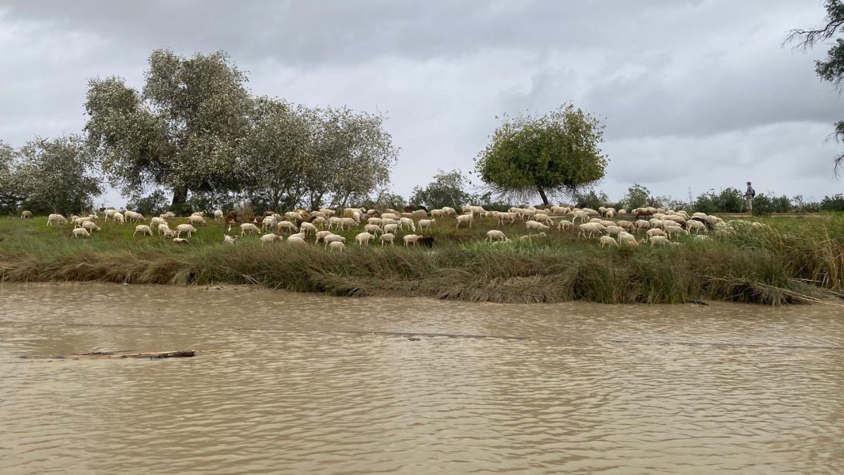  estuario del río guadalquivir 1. Fauna y biodiversidad alimentándose